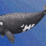 Ballena franca del Pacífico Ballena franca del Pacífico