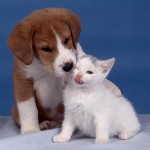 Mascotas Mascotas