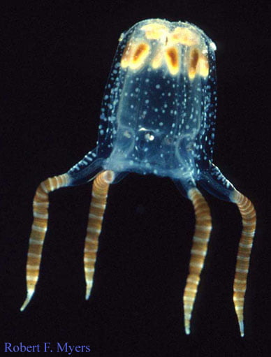 Carybdea sivickisi