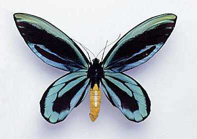 ornithoptera-alexandrae