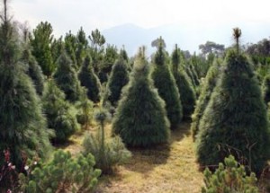 Bosque de las Navidades Pasadas