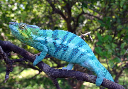 Cameleon - Madagascar