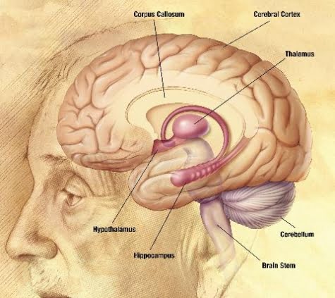 El equilibrio y el cerebro