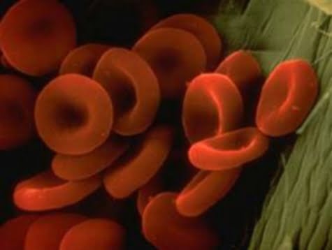 Glóbulos rojos formando un coógulo