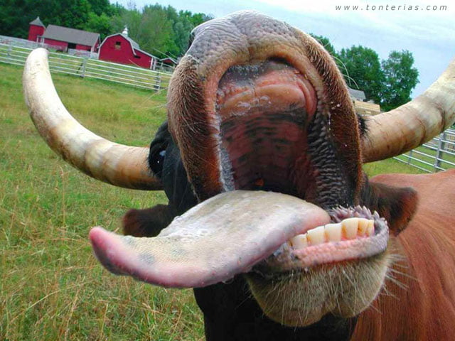 Lengua de Vaca