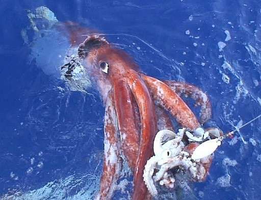 Pulpo gigante del Pacifico