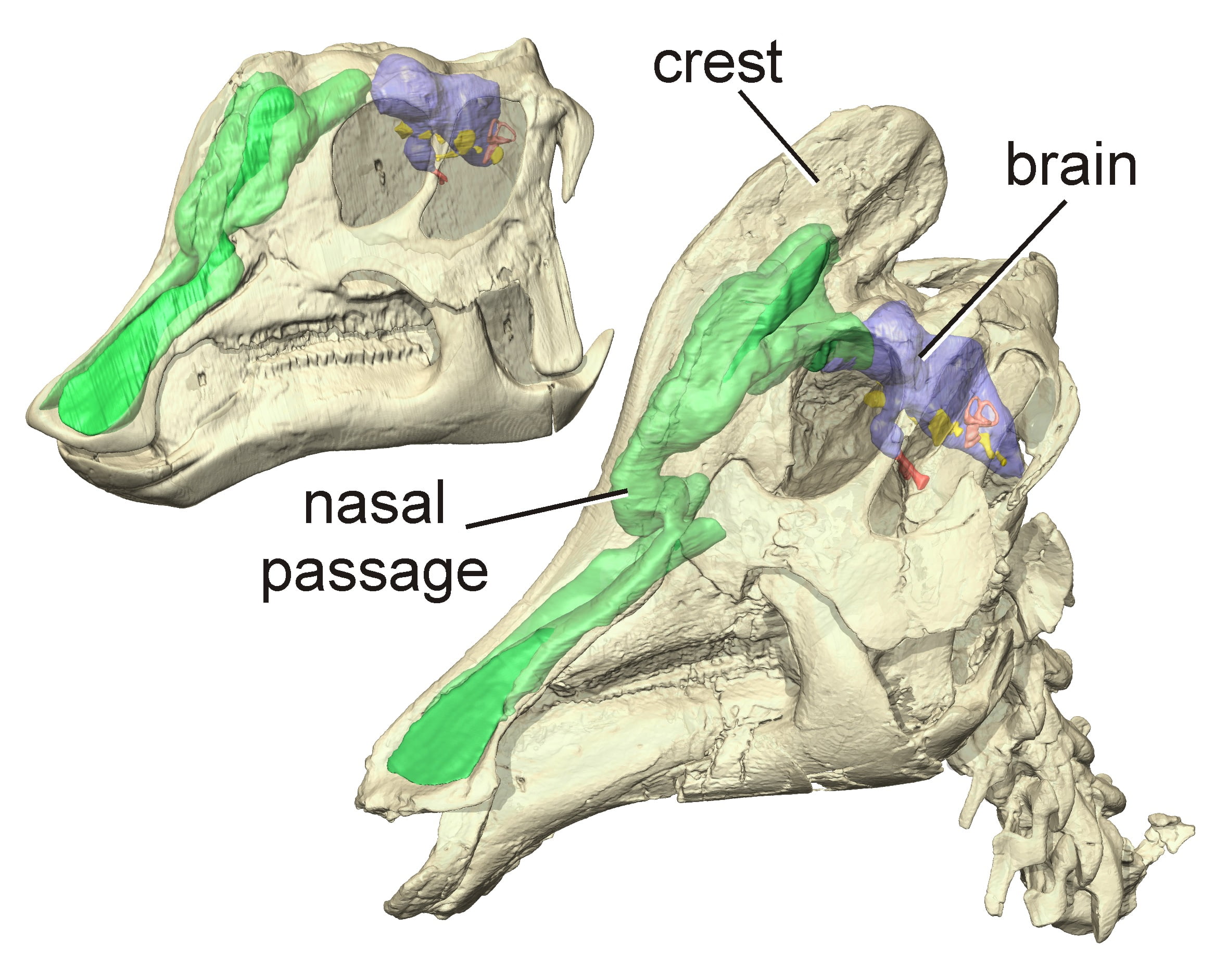 Lambeosaurio