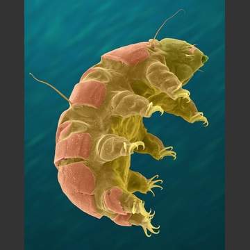 Tardigrados