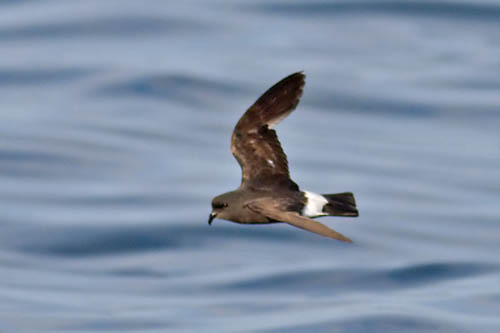 Petrel