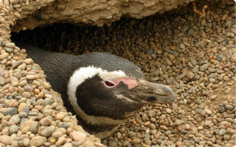 Pingüino Magallanes