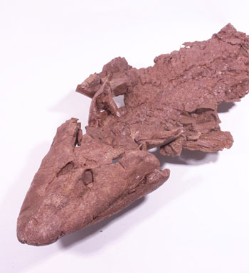 Tiktaalik Roseae