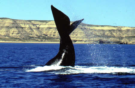 Ballena franca austral