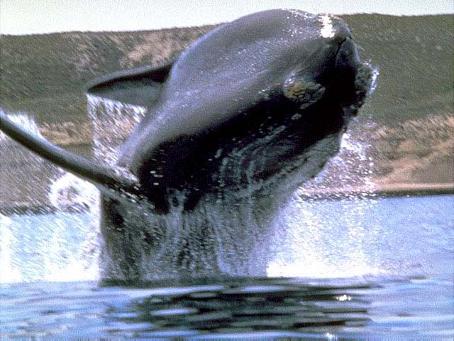 Ballena franca austral