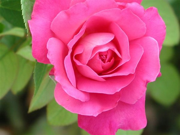 Rosa