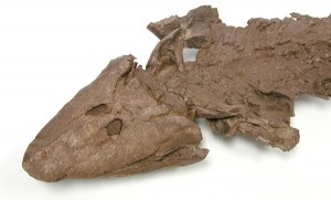 Tiktaalik Roseae