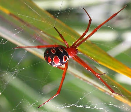 Latrodectus