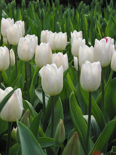 Tulipanes