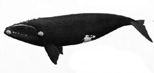 Ballena franca austral