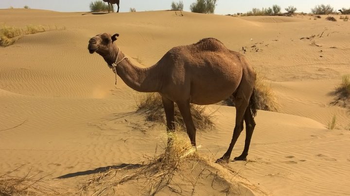 Animales del desierto