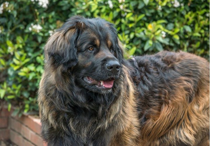 Leonberger